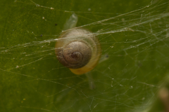 Euconulidae