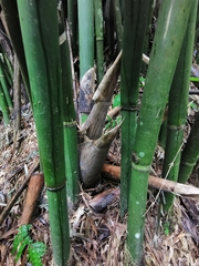 Bambusa pachinensis