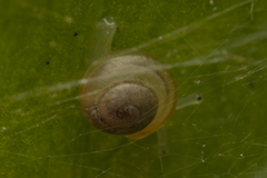 Euconulidae
