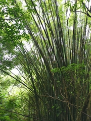 Bambusa pachinensis