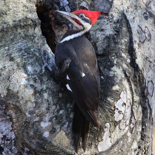Pileated Woodpecker photographed in Georgia