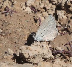 Zizeeria knysna knysna