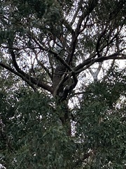 Podargus strigoides