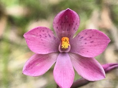 Thelymitra × irregularis