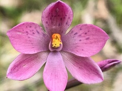 Thelymitra × irregularis