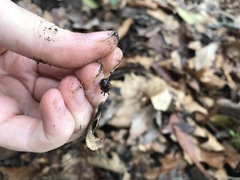 Enoplognatha marmorata