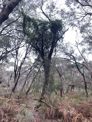 Parsonsia brownii