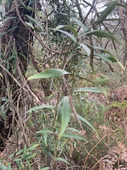 Parsonsia brownii