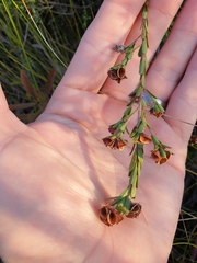 Pultenaea retusa