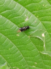 Pachygastrinae
