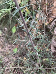 Bossiaea cinerea