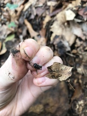 Enoplognatha marmorata