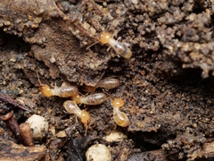 Odontotermes formosanus