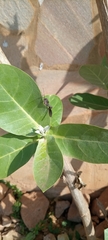 Hemiptera