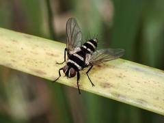 Trigonospila cingulata