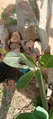 Hemiptera