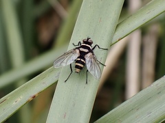Trigonospila cingulata