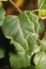 Agromyza alnibetulae