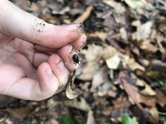 Enoplognatha marmorata