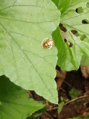 Aspidimorpha quadriremis