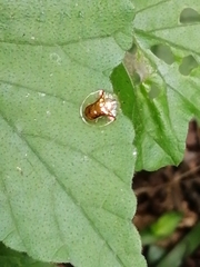 Aspidimorpha quadriremis