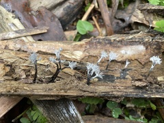 Xylaria bambusicola