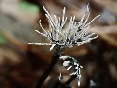 Xylaria bambusicola