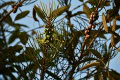 Melaleuca linearis acerosa