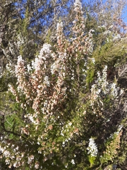 Erica lusitanica