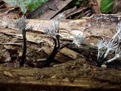 Xylaria bambusicola