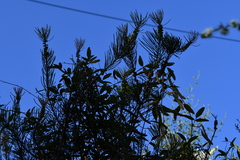 Melaleuca linearis acerosa