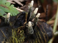 Xylaria bambusicola