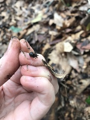 Enoplognatha marmorata