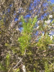 Erica lusitanica
