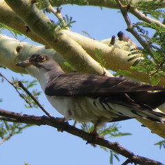 Pachycoccyx audeberti