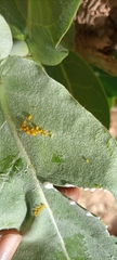 Aphis nerii