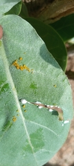 Aphis nerii