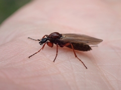 Bibio brunnipes