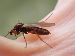 Bibio brunnipes