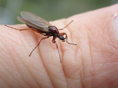 Bibio brunnipes