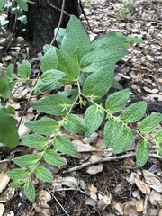 Lithospermum helleri