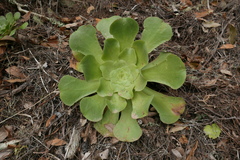 Aeonium canariense subsp. canariense image