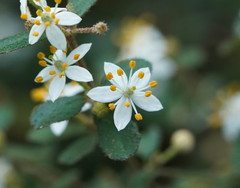Asterolasia asteriscophora albiflora