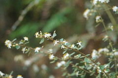 Asterolasia asteriscophora albiflora