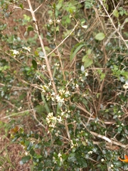 Tricalysia