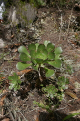 Aeonium ciliatum image