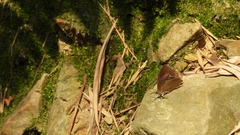 Mahathala ameria