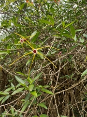 Strophanthus gerrardii