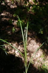 Carex canariensis
