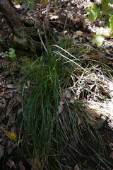 Carex canariensis